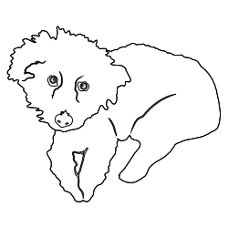 Afghan_Poodle_2.svg