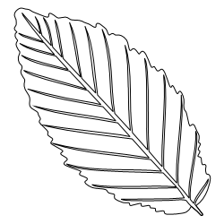 Alder_Leaf_1.svg