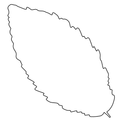 Alder_Leaf_2.svg