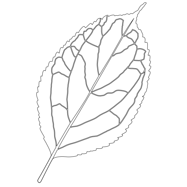 Apple_Leaf_1.svg preview