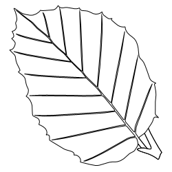 Beech_Leaf_1.svg