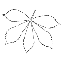 Broadleaf_Leaf_2.svg