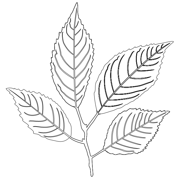 Cherry_Leaf_3.svg preview