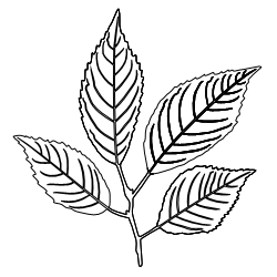 Cherry_Leaf_3.svg