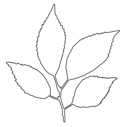 Cherry_Leaf_4.svg