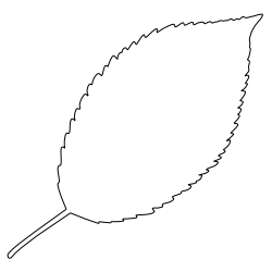 Crabapple_Leaf_2.svg