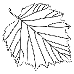 Downy_Hawthorn_Leaf_1.svg