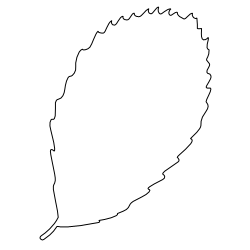 Elm_Leaf_2.svg