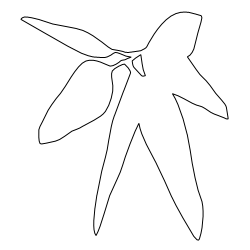 Eucalyptus_Leaf_1.svg