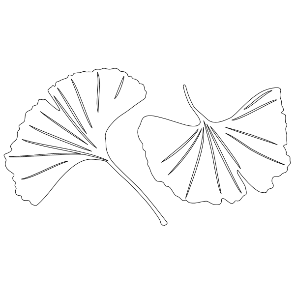 Ginko_Biloba_Leaf_2.svg preview