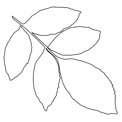 Green_Ash_Leaf_1.svg