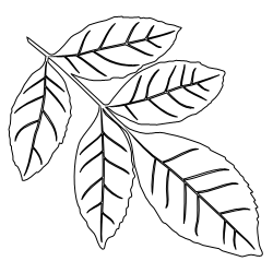 Green_Ash_Leaf_2.svg