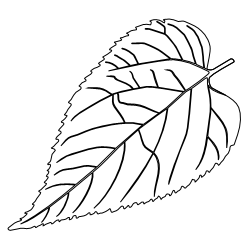 Hackberry_2.svg