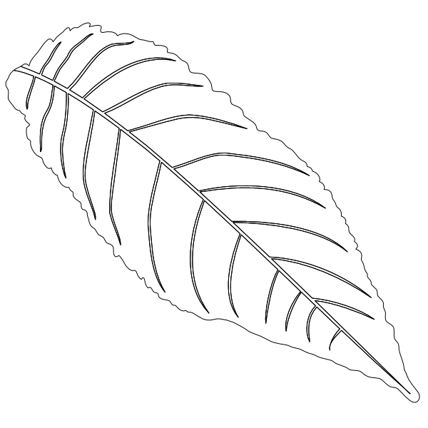 Walnut_Leaf_1.svg preview