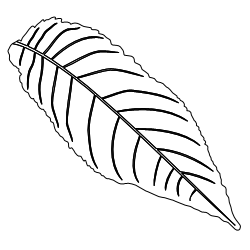 Walnut_Leaf_1.svg